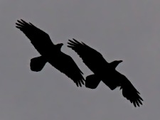 Silhouette of two ravens in synchronous flight high in a grey sky
