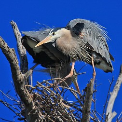 Pair of great blue herons change nesting duties beneath a blue Californian sky
